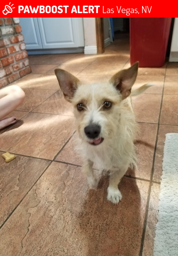 Surrendered Male Dog in Las Vegas, NV 89107 (ID 4665364) PawBoost
