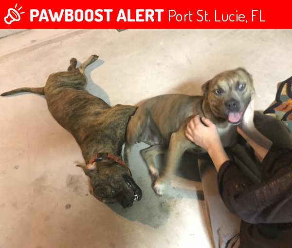Surrendered Male Dog in Port St. Lucie, FL 34953 (ID 4665936) PawBoost
