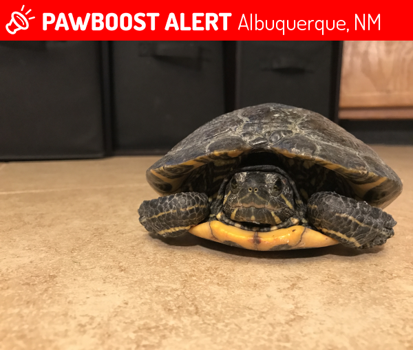 Found Reptile in Albuquerque, NM 87111