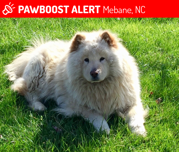 Reunited Dog in Mebane, NC 27302