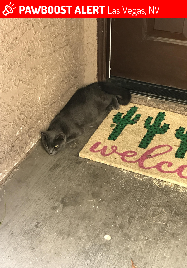 Found/Stray Cat in Las Vegas, NV 89108 (ID 4666819) PawBoost