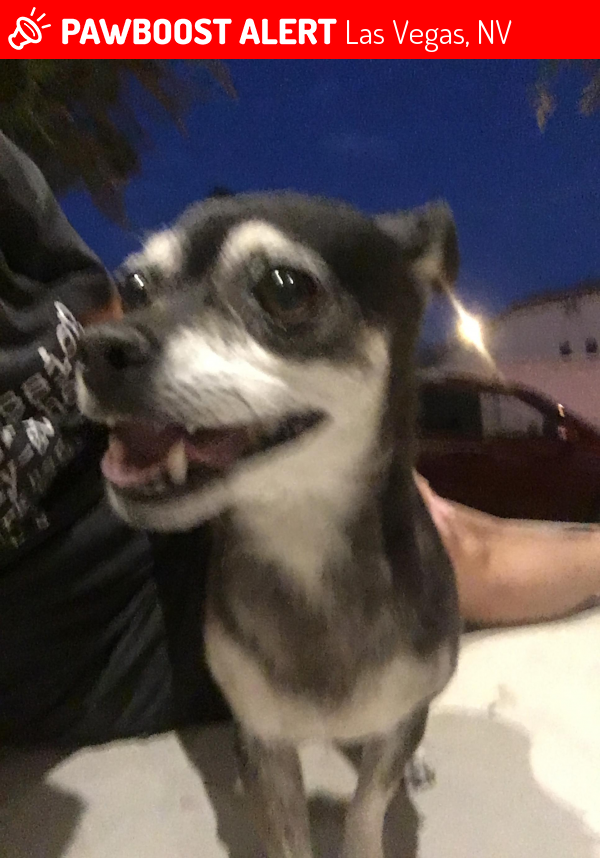 Reunited Dog in Las Vegas, NV 89110
