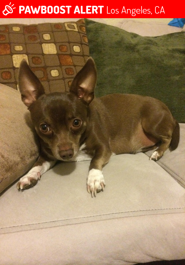 Reunited Dog in Los Angeles, CA 91342