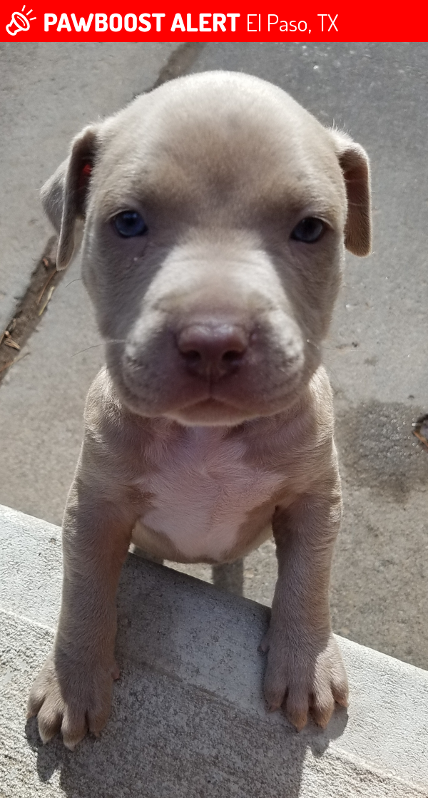 Lost Male Dog in El Paso, TX 79936 Named Zeuz (ID: 4667313 ...