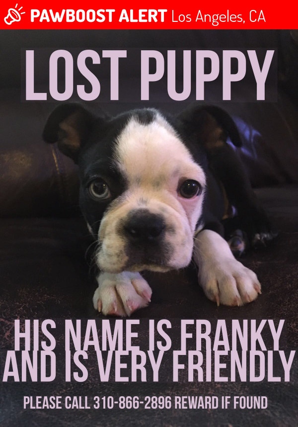 Reunited Dog in Los Angeles, CA 90035