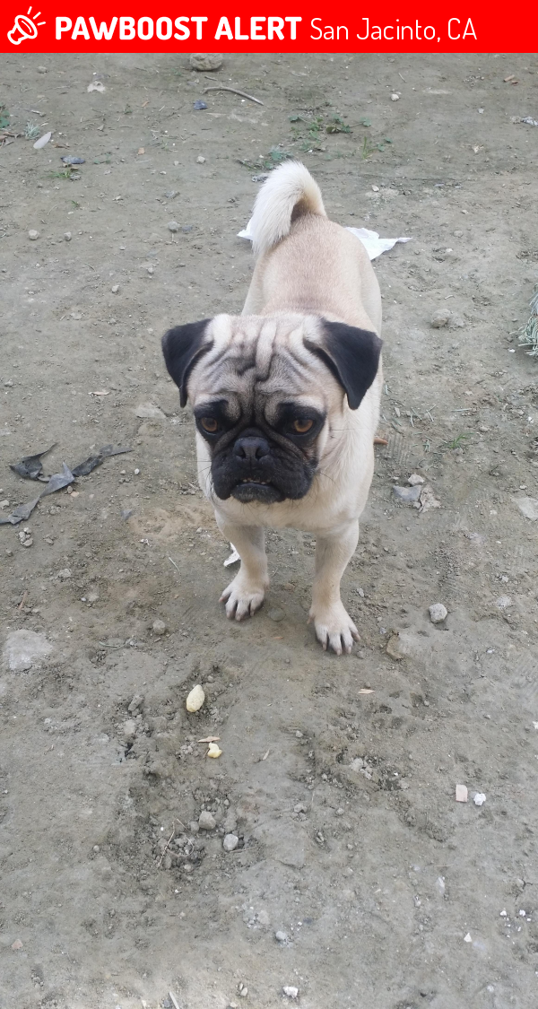 Lost Female Dog in San Jacinto, CA 92583 Named Bubbles (ID: 4669016 ...