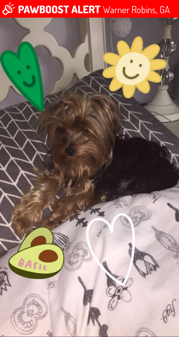 Lost Female Dog in Warner Robins, GA 31093 Named Dixy (ID 4669037) PawBoost