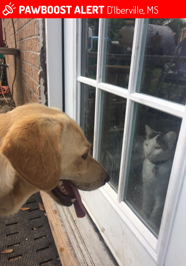 Lost Female Dog in D'Iberville, MS 39540 Named Biscuit (ID 4669245