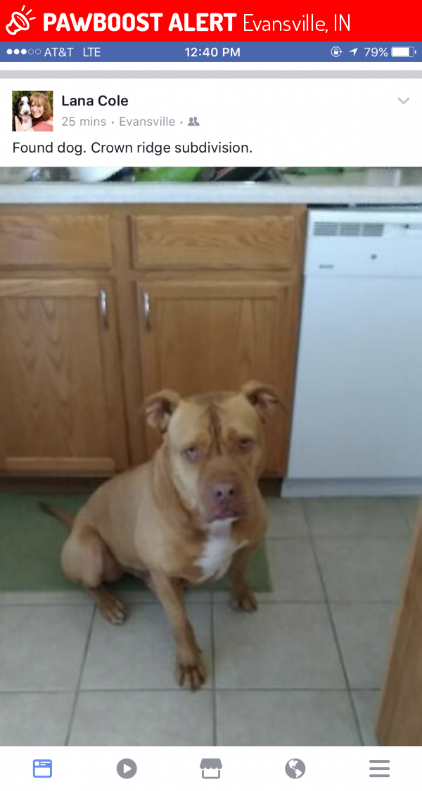 Found Dog in Evansville, IN 47725