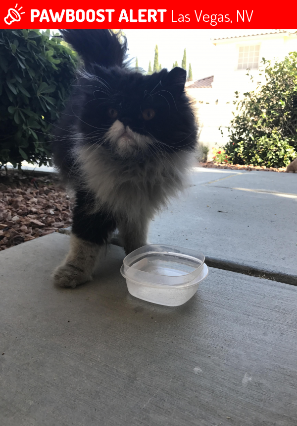 Surrendered Female Cat in Las Vegas, NV 89131 (ID 4669375) PawBoost