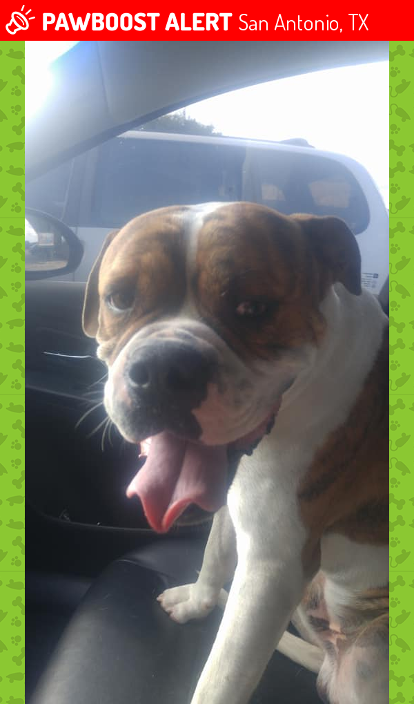 Found/Stray Male Dog in San Antonio, TX 78251 (ID 4669319) PawBoost
