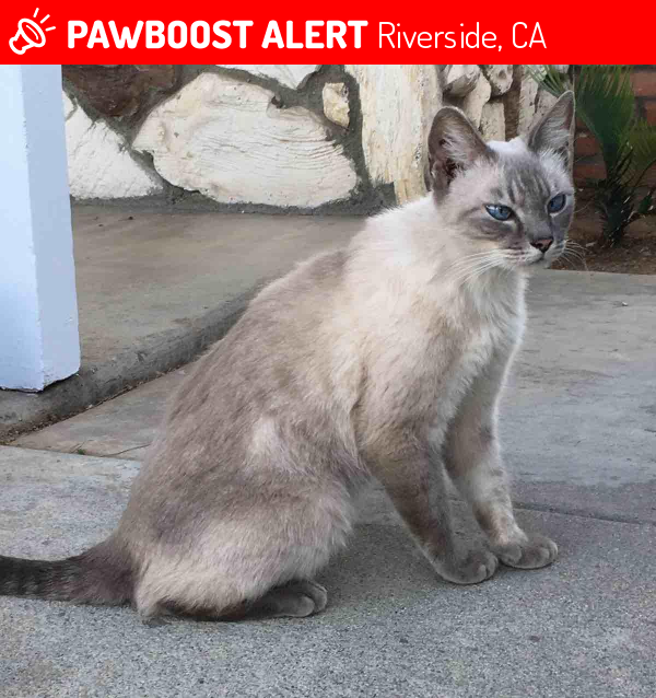 Found/Stray Female Cat in Riverside, CA 92504 (ID 4669552) PawBoost
