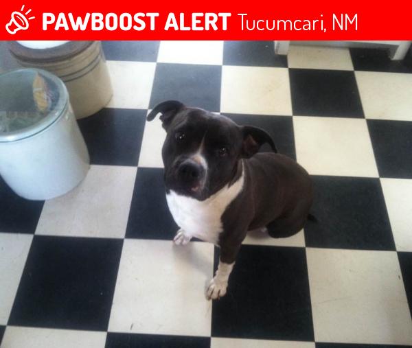 Lost Female Dog in Tucumcari, NM 88401 Named Stella Wilson (ID 4670453