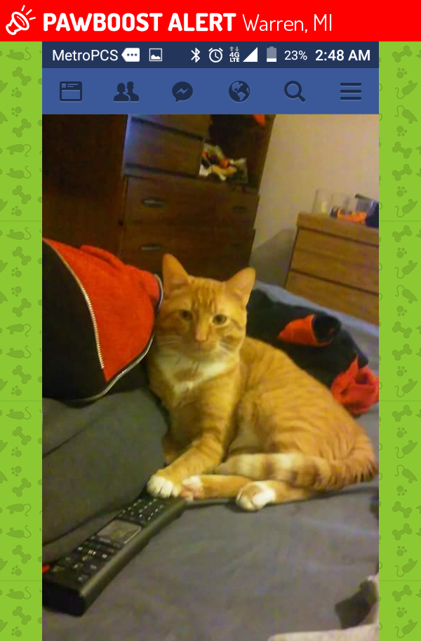 Lost Male Cat in Warren, MI 48093 Named Oz (ID: 4670810 ...