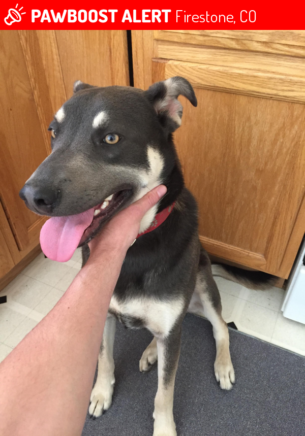 Reunited Dog in Firestone, CO 80504