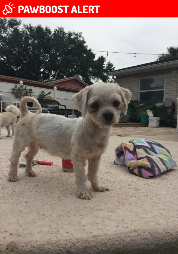 Found/Stray Female Dog in Jacksonville Beach, FL 32250 (ID 4671473