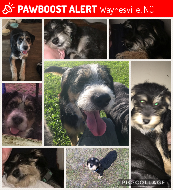 Lost Male Dog in Waynesville, NC 28785 Named Bo And Cooper (ID 4672534) PawBoost