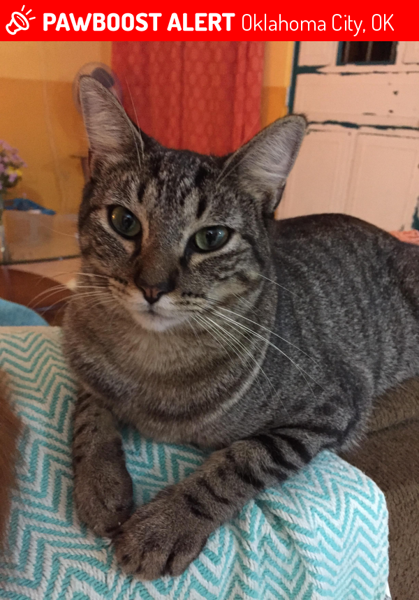 Lost Female Cat in Oklahoma City, OK 73131 Named River (ID 4672956