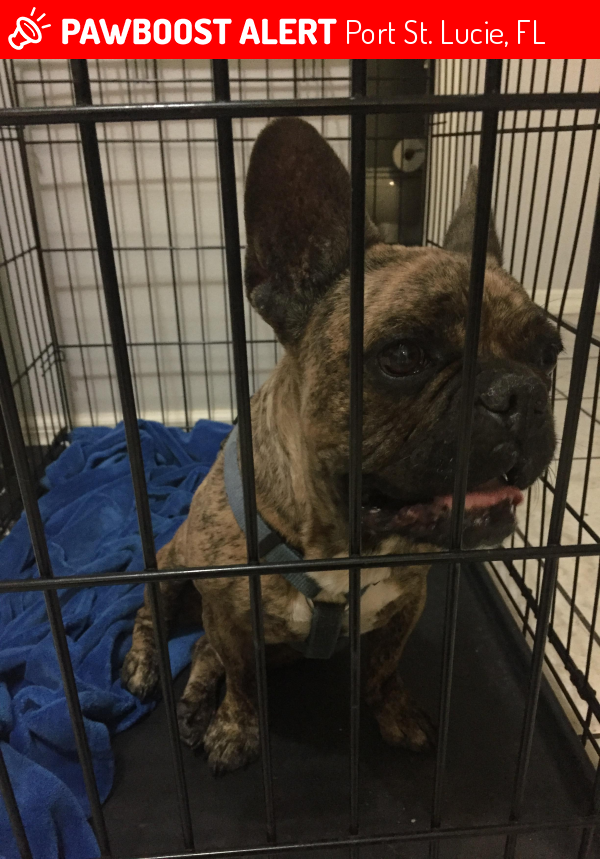 Found/Stray Male Dog in Port St. Lucie, FL 34952 (ID 4673675) PawBoost