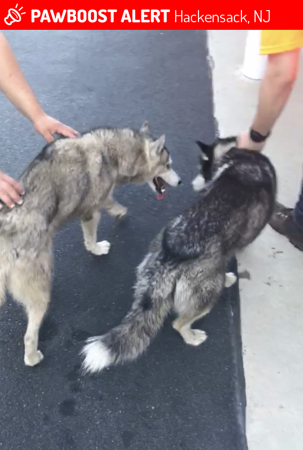 Found/Stray Dog in Hackensack, NJ 07601 (ID 4673845) PawBoost