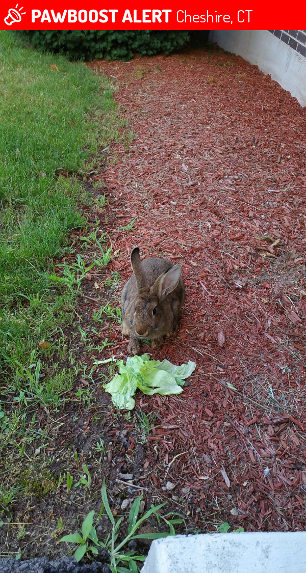 Surrendered Rabbit in Cheshire, CT 06410 (ID 4675211) PawBoost
