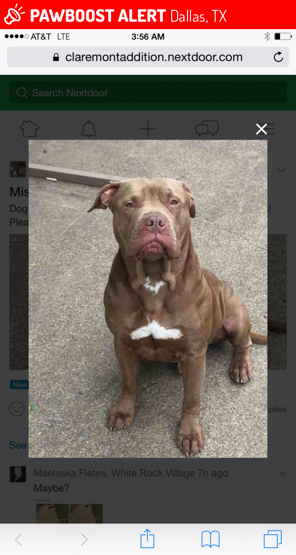 Lost Male Dog in Dallas, TX 75228 Named Seeds (ID 4675449) PawBoost