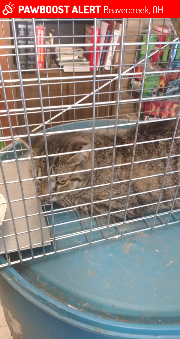 Surrendered Cat in Beavercreek, OH 45440 (ID: 4675742) | PawBoost