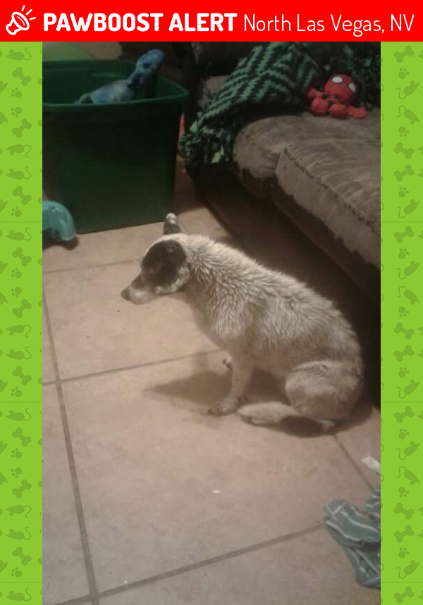 Found/Stray Female Dog in North Las Vegas, NV 89030 (ID 4678374