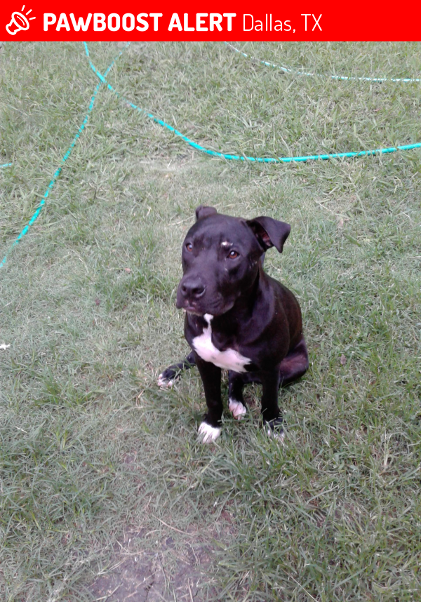 Found/Stray Male Dog in Dallas, TX 75228 (ID 4678424) PawBoost