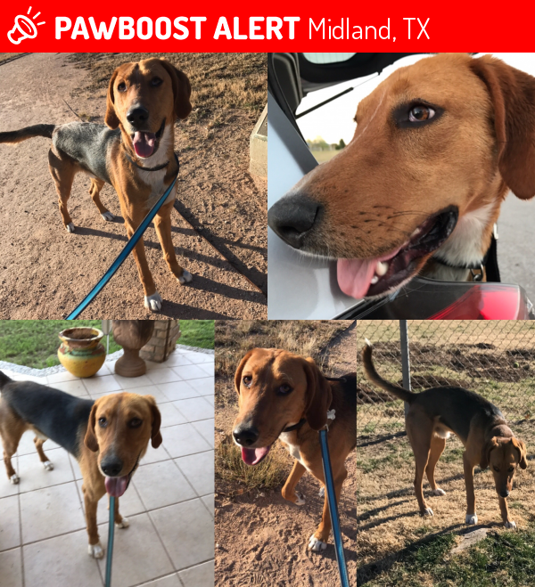 Lost Male Dog in Midland, TX 79705 Named Bryson (ID 4679020) PawBoost