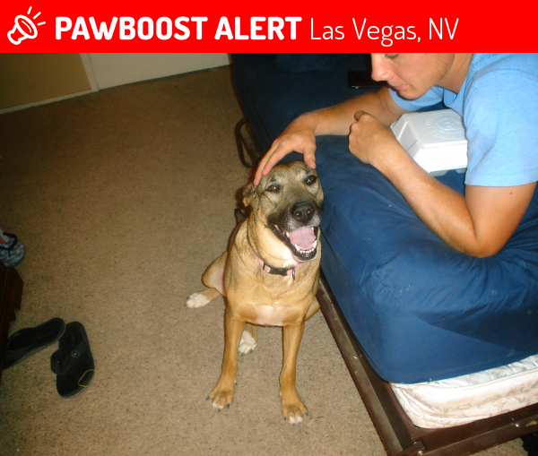 Found/Stray Female Dog in Las Vegas, NV 89102 (ID 4679678) PawBoost