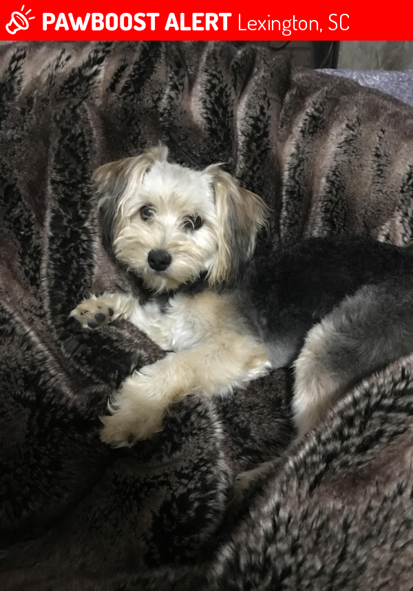 Lost Female Dog in Lexington, SC 29072 Named Willow (ID 4680219