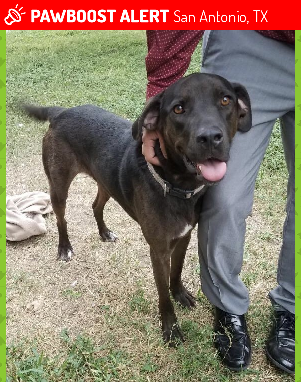 Lost Male Dog in San Antonio, TX 78223 Named Ash (ID ...
