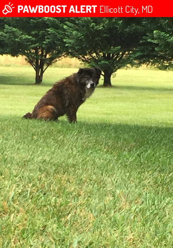 Found/Stray Male Dog in Ellicott City, MD 21043 (ID 4681484) PawBoost