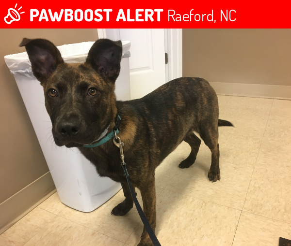 Found/Stray Dog in Raeford, NC 28376 (ID 4682547) PawBoost