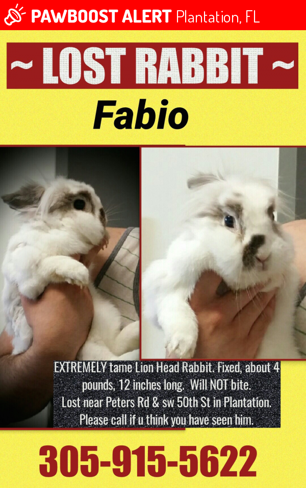 Lost Female Rabbit in Plantation, FL 33317 Named Fabio (ID 4683105