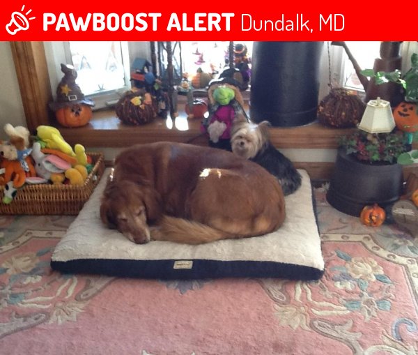 Reunited Dog in Dundalk, MD 21222