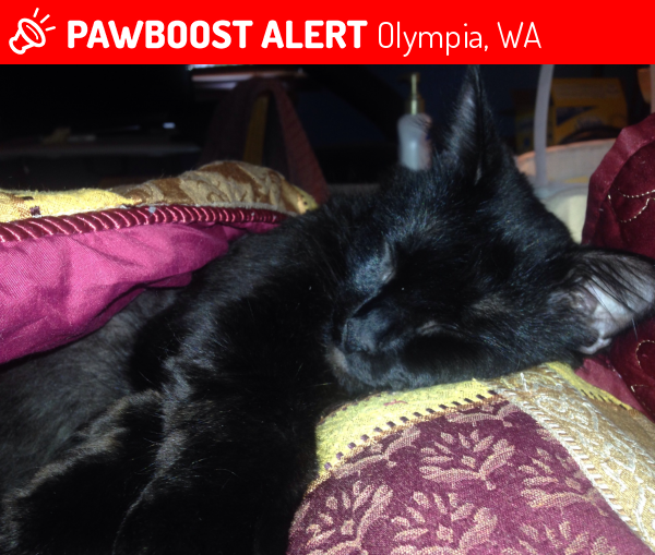 Lost Male Cat  in Olympia  WA  98501 Named Shadow ID 