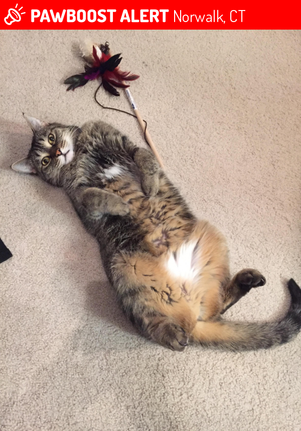 Lost Female Cat in Norwalk, CT 06851 Named Miu Miu (ID 4683482) PawBoost