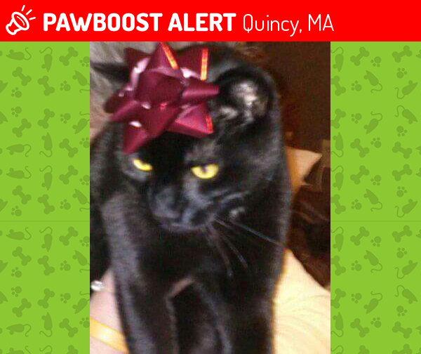 Lost Male Cat in Quincy, MA 02169 Named Skibby (ID 4683605) PawBoost