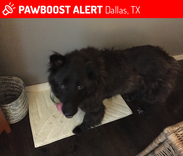 Rehomed Female Dog in Dallas, TX 75229 (ID 4684008) PawBoost
