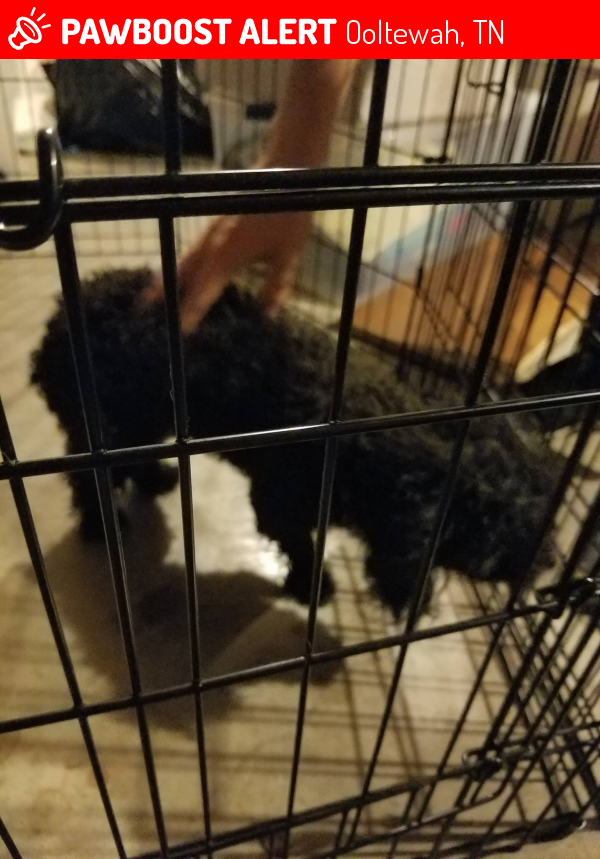 Reunited Dog in Ooltewah, TN 37363