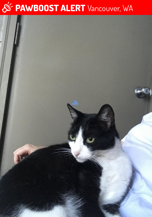 Found/Stray Cat in Vancouver, WA 98661 (ID 4684053) PawBoost