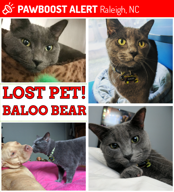 Lost Male Cat in Raleigh, NC 27609 Named Baloo Bear (ID 4684288