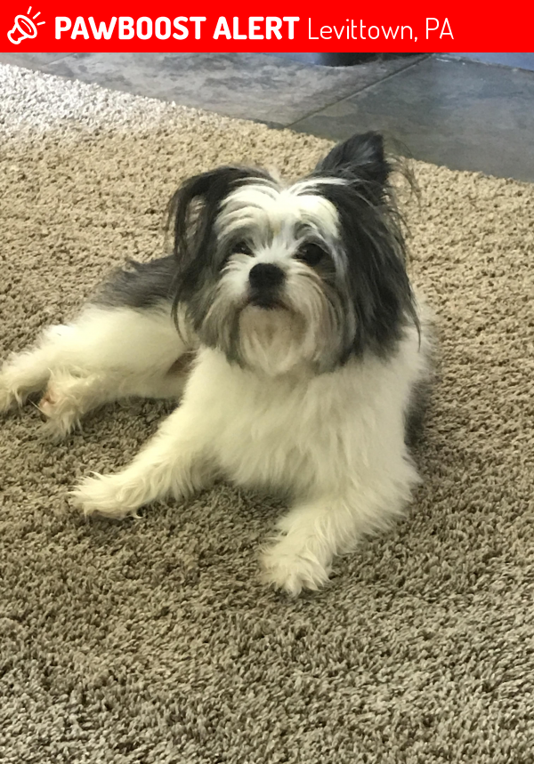 Surrendered Male Dog in Levittown, PA 19055 (ID 4684478) PawBoost