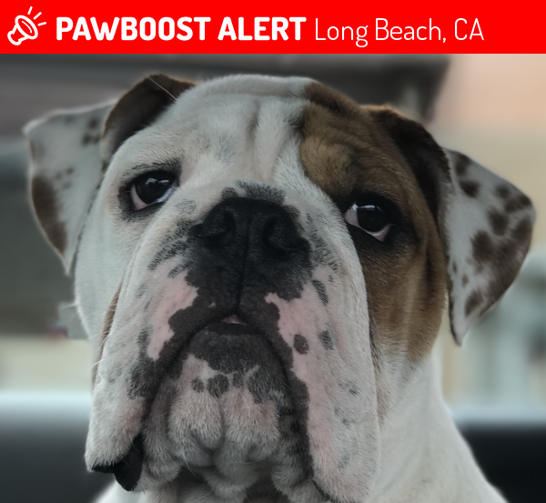 Lost Male Dog in Long Beach, CA 90805 Named Boss (ID: 4684559) | PawBoost