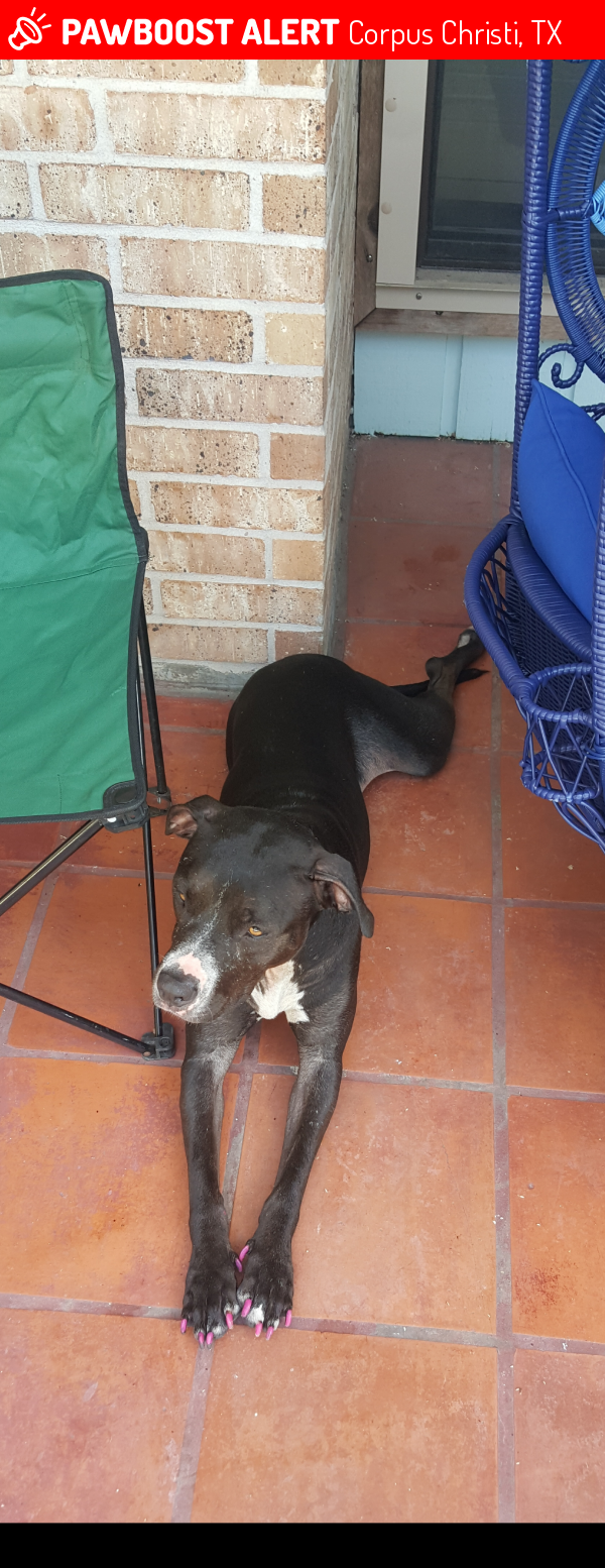 Found Stray Female Dog In Corpus Christi TX 78413 ID 4685177 PawBoost