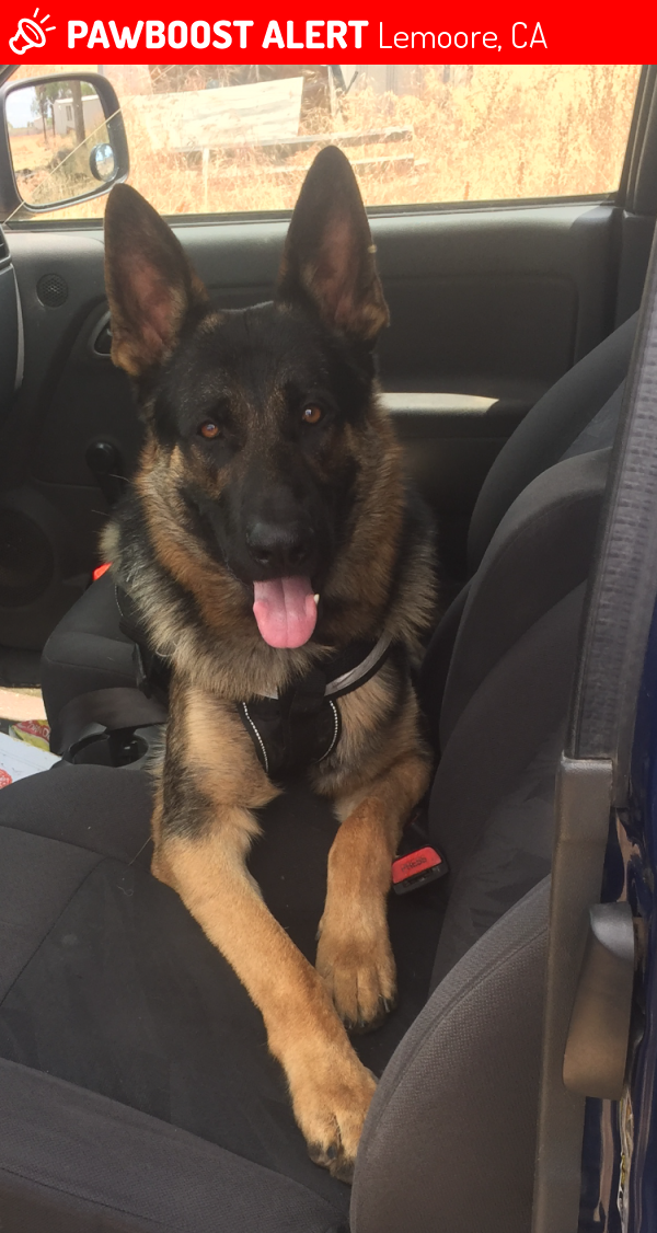 Lost Male Dog in Lemoore, CA 93245 Named Killer (ID 4687286) PawBoost