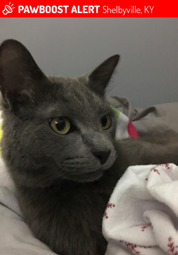 Lost Male Cat in Shelbyville, KY 40065 Named Ross (ID 4687354) PawBoost