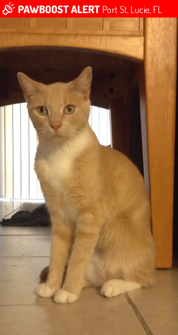 Lucie Cat Lucie Cat